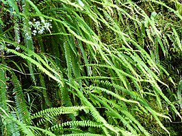 Blechnum arcuatum