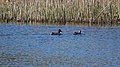 FFH-Gebiet Blixmoor: Stockentenpaar auf dem Teich im Blixmoor