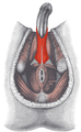 Miniatura wersji z 13:51, 13 sie 2007