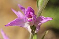 Cephalanthera rubra