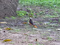 Schuppenkopfrötel White-crowned Robin-chat