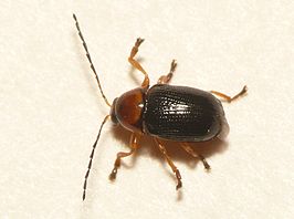 Cryptocephalus rufipes