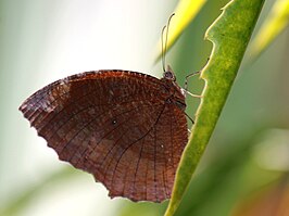 Elymnias cumaea