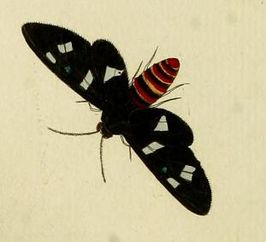 Euchromia creusa