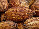 Kakaofrüchte enthalten Theobromin