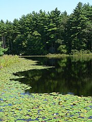 Meadow Pond