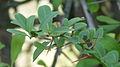 Foliage and spikes