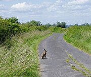 My dog loves chasing wild hares