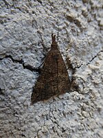 Hypena obsitalis – seitlich