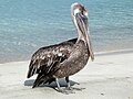 Brown pelican at Magens