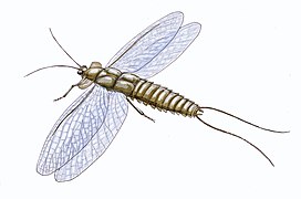 Mazothairos, Mazon Creek'te bulunmuş Palaeodictyoptera takımına mensup büyük bir böcekti.