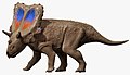 Mercuriceratops