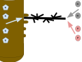 The diagram demonstrates the mutualistic relationship between plants and their mycorrhiza, which is a fungus that helps plants take in key nutrients. The left side of this diagram shows the plant pathway of this relationship, where the host plant transfers between 4% to 20% of its photosynthetically fixed carbon, which is labeled “G” in this image because it represents glucose, to the mycorrhiza. On the right side of this diagram, the arbuscular mycorrhiza pathway, which branches off from the plant root, which is the brown cylinder-like figure in the image, provides the plant with nutrients, including, most importantly, phosphate and nitrogen.