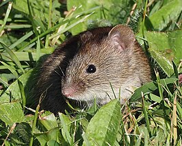 Noordelijke rosse woelmuis