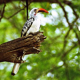 Piroscsőrű tokó (Tockus erythrorhynchus)