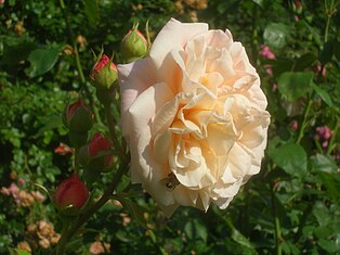 Abraham Darby