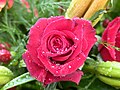 Blüte einer roten Rose