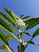 Flowers and seed capsules on plant