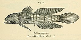 Stenogobius polyzona