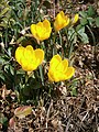 Sternbergia lutea