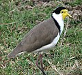 Masked lapwig (Vanellus miles)