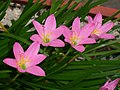 Zephyranthes rosea