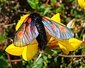 Zygaena exulans