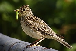 Eurasian skylark