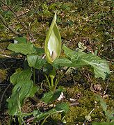 Eine Blume aus vielen Blüten beim gefleckten Aronstab. Ein Hochblatt bildet die Kesselfalle.