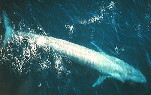 Ενήλικη γαλάζια φάλαινα στο ανατολικό Ειρηνικό