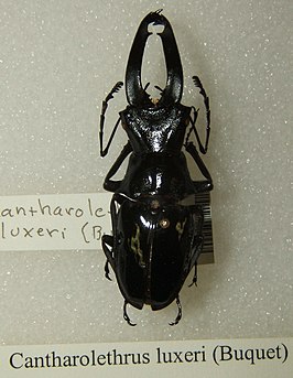 Cantharolethrus luxerii