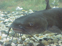 Pettyes harcsa (Ictalurus punctatus)