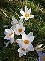 Crocus biflorus