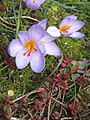 Crocus longiflorus close-up