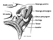 salpingopharyngeus muscle dissection