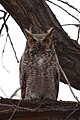 An actual great horned owl