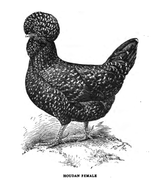 hen