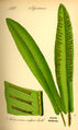 Asplenium scolopendrium (Hart's-tongue fern)