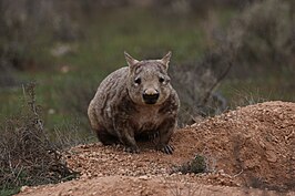 Zuidelijke breedneuswombat