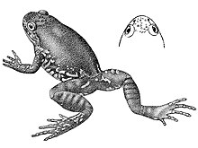 A black and white print of a small frog.