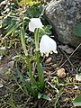 Leucojum vernum