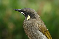 Lewin's Honeyeater