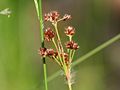 inflorescense, Photo by Kristian Peters