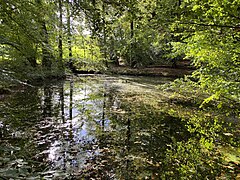 Teich mit Unterwasserpflanzen am Waldrand zu Obernhof