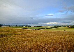 Field of Nannestad