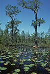 Okefenokee National Wildlife Refuge