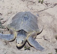 Kemp's ridley sea turtle nesting