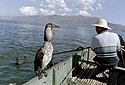 Ein Kormoran mit Fischring, der ihn am Fischeverschlucken hindert