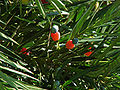 Foliage with mature seed cones.