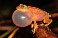 Male Raorchestes luteolus vocalizing